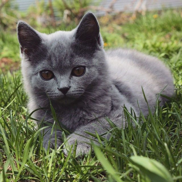 animal themes, one animal, grass, mammal, field, domestic animals, domestic cat, grassy, focus on foreground, pets, close-up, looking at camera, feline, portrait, cat, whisker, plant, nature, relaxation, growth