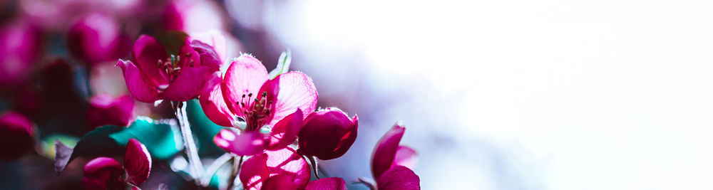 Close-up of pink flowering plant