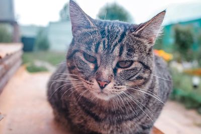 Close-up of a cat