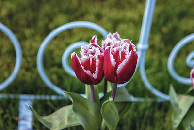 Close-up of red rose flower