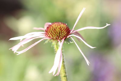 Close-up of red flowering plant