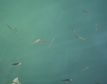 Fish swimming in sea