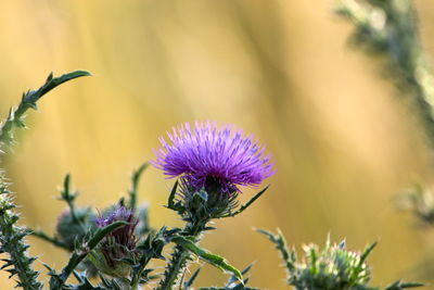 Close-up of purple thistle flowers