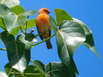 Low angle view of bird perching on tree against sky