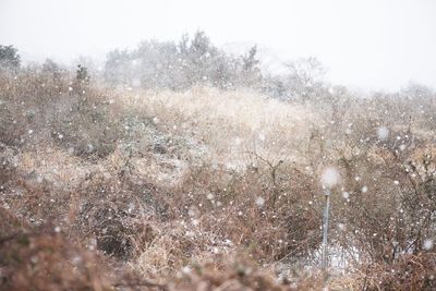 Low angle view of trees against clear sky