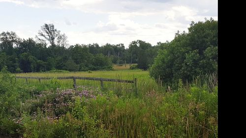 Scenic view of field by lake against sky