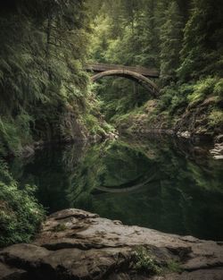 Arch bridge over river in forest