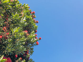 Low angle view of fruits on tree against sky
