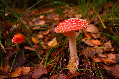 Close-up of fly agaric mushroom on field