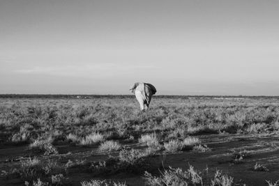 Horse on field against sky