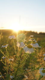 Close-up of flowering plants on field against sky during sunset