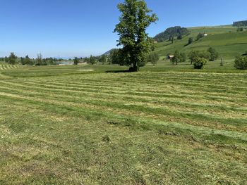 Scenic view of field against clear sky