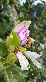 Close-up of bee perching on pink flower