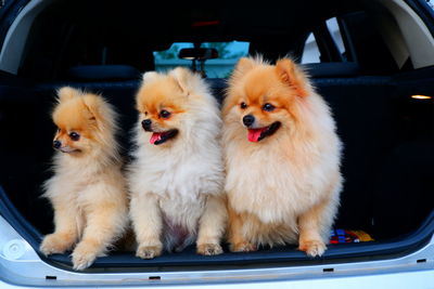 Two dogs sitting in car