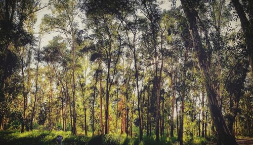 Low angle view of trees in forest