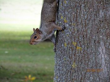 Squirrel on tree trunk