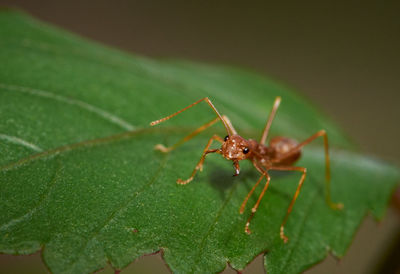 Close-up of insect on leaf