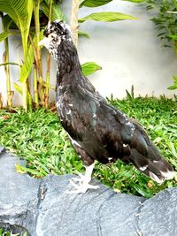 Close-up of bird perching on a plant