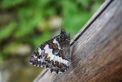 Close-up of butterfly on wood