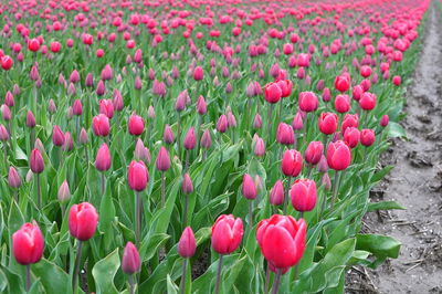 Close-up of red flowers blooming in field