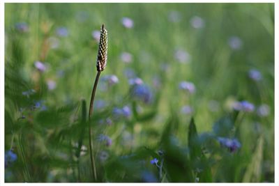 Close-up of purple flowers blooming in field