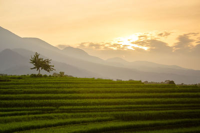 Minimalist photos of rice fields with morning mist that illuminates the beautiful mountains