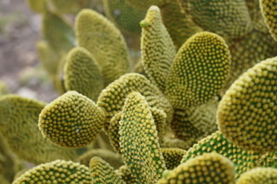 Full frame shot of succulent plants