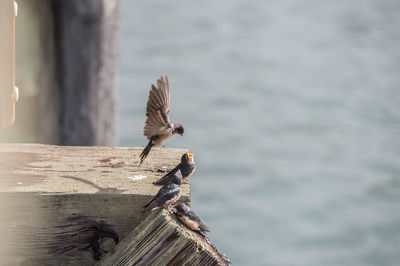 Close-up of bird perching on wooden post