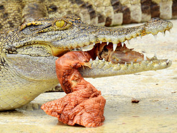 Close-up of crocodile feeding meat on at zoo