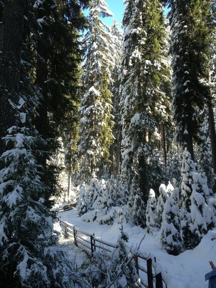 snow, winter, cold temperature, season, tree, weather, covering, tranquility, tranquil scene, nature, beauty in nature, white color, scenics, frozen, landscape, covered, non-urban scene, forest, field, snow covered