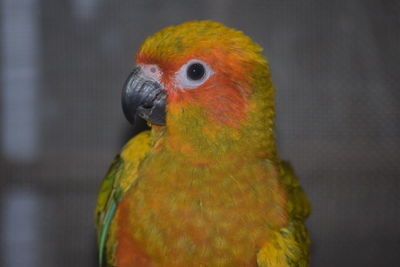 Close-up of parrot