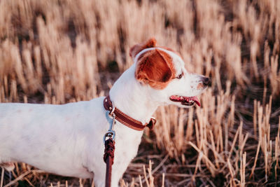 High angle view of dog on land