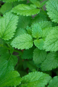 Close-up of leaves