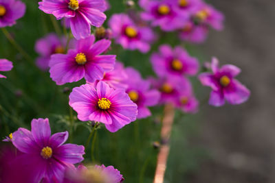 Close-up of pink flowering plants