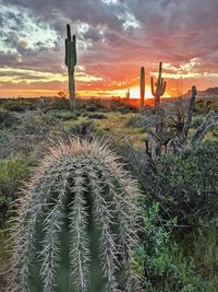 Cactus growing on field against sky during sunset