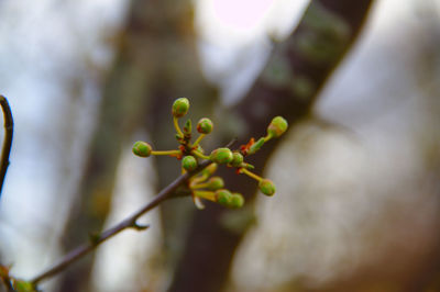 Close-up of flower buds growing outdoors