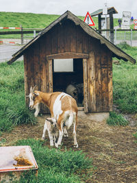 Goats by house
