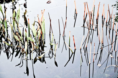 Close-up of plants against sky