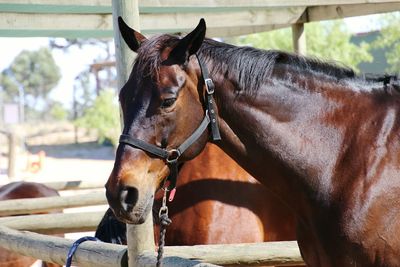 Close-up of horse