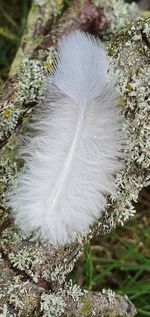 Close-up of a bird