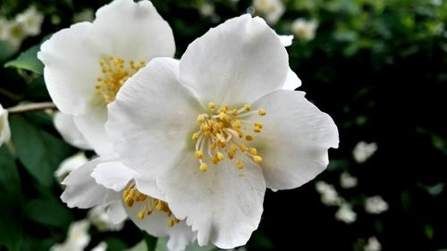 Close-up of white flower