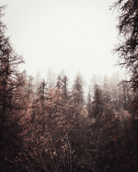 Trees in forest against clear sky