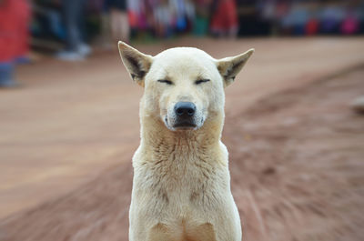 Portrait of dog standing outdoors