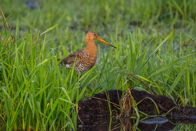 Bird perching on grass in field