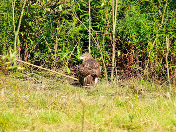 View of lion in the forest