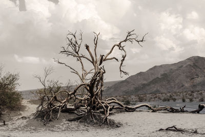 Dead tree on beach against sky