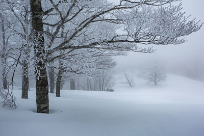 Bare trees on snow covered landscape