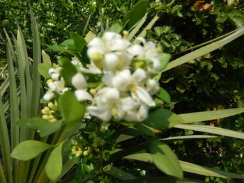 Close-up of white flowers growing on tree