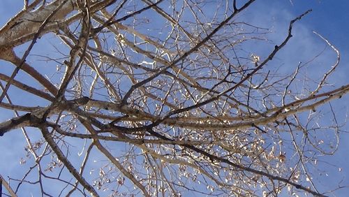 Low angle view of tree against sky