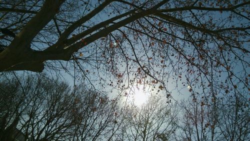 Low angle view of bare trees against sky